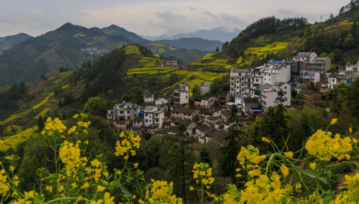 群山环绕的山村坐落在层叠的绿色山坡间，前景盛开着大片黄色花朵。
