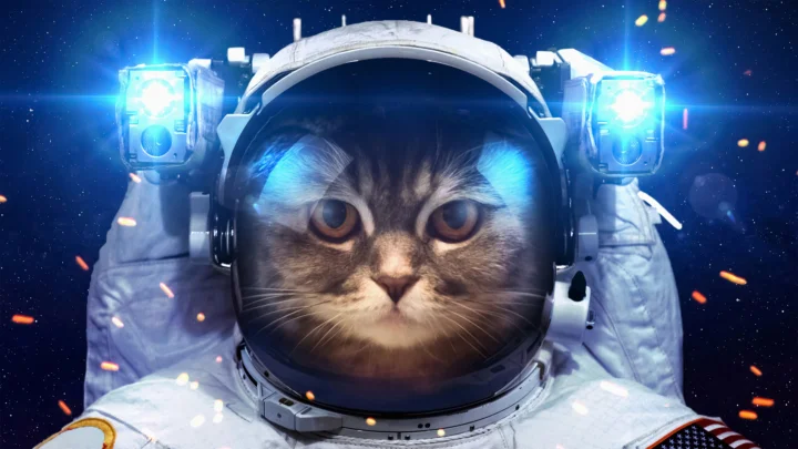 一只戴着宇航头盔并穿着宇航服的猫置身于星空背景前。
