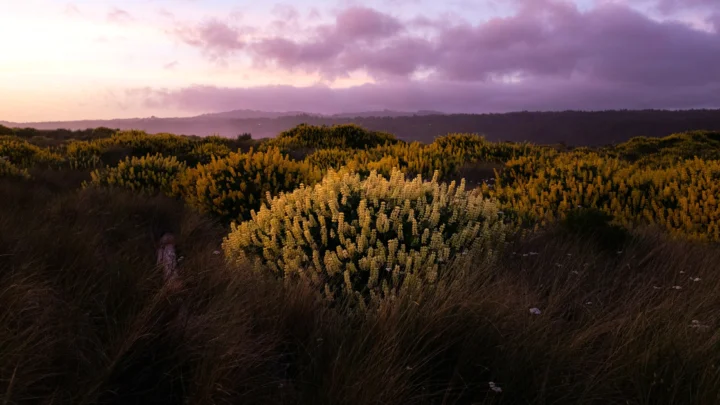 夕阳映照着开满黄色花朵的草地，远处是层叠山丘与紫色云层。