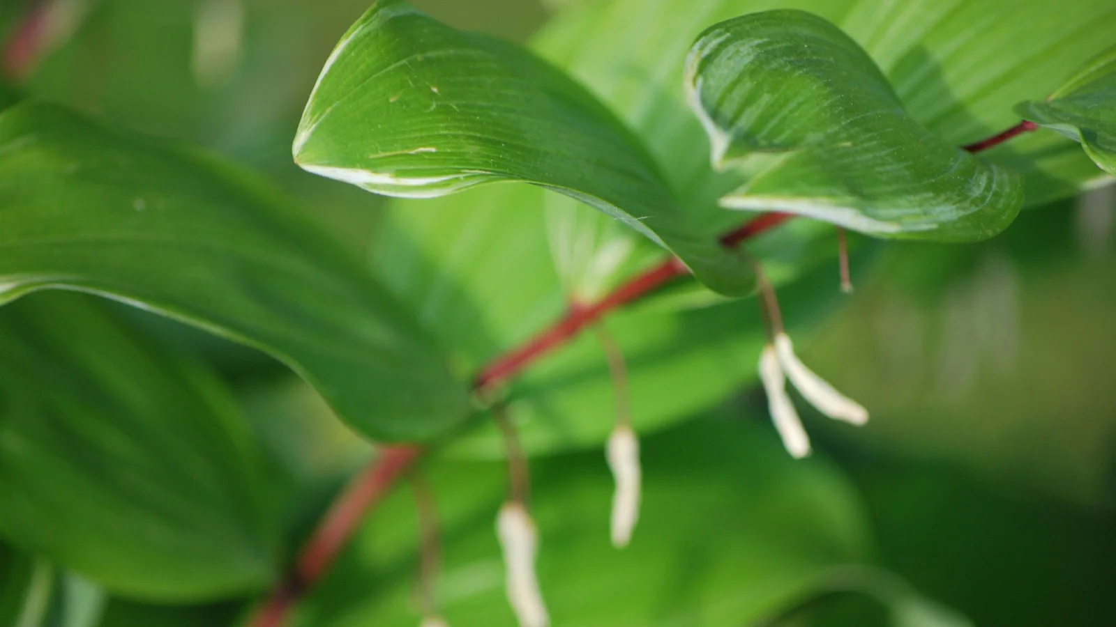 近距离拍摄的翠绿植物叶片与悬垂的白色小花。