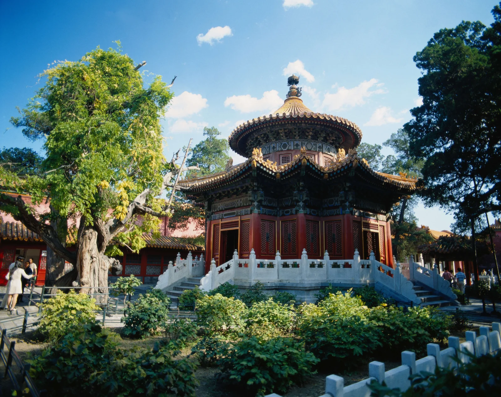 明るい日差しの中、木々と植物に囲まれた古典庭園に精巧な中国風の亭が佇んでいます。