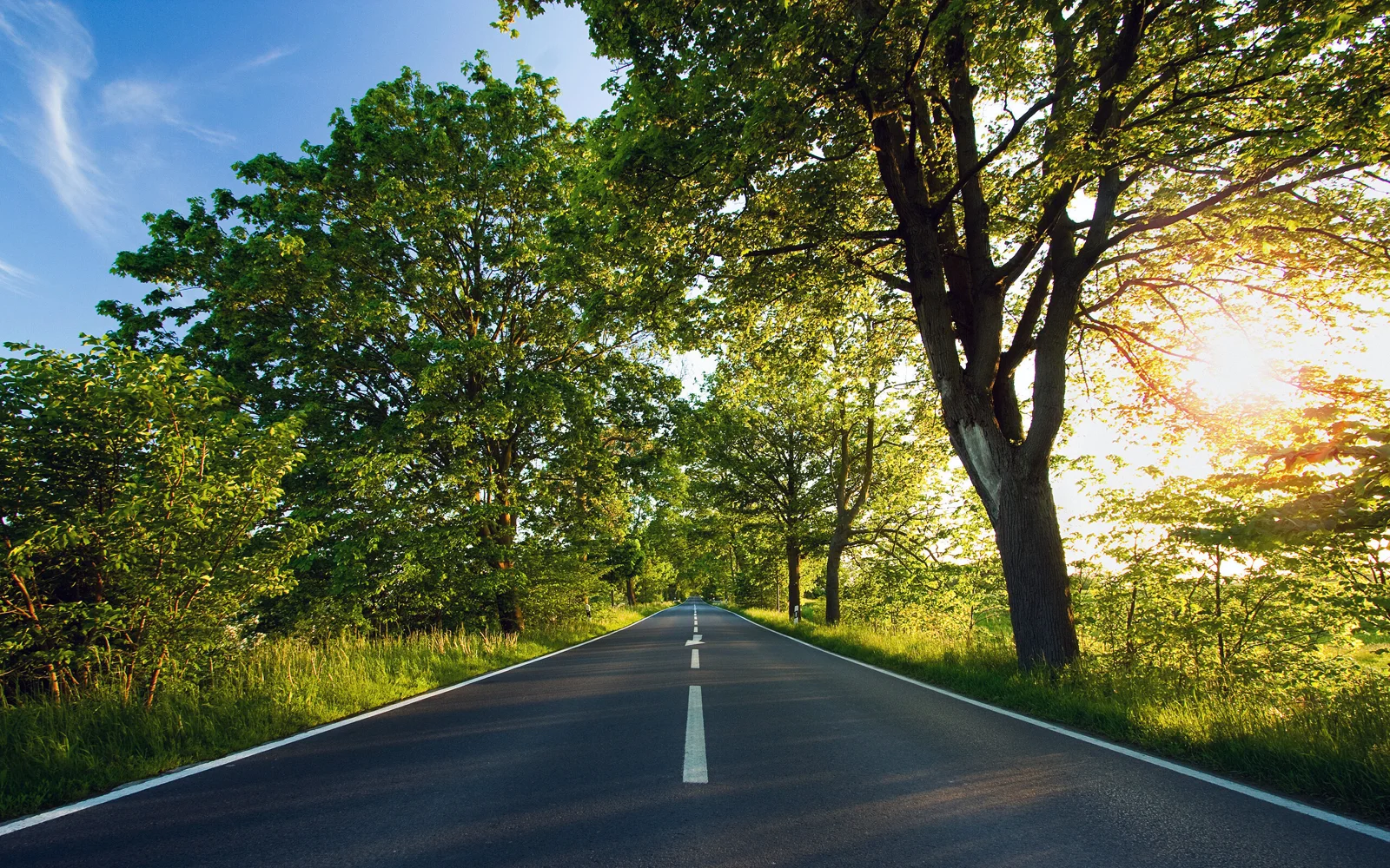 一条笔直的公路穿过繁茂的林木，夕阳从右侧树冠间洒下金色光线。