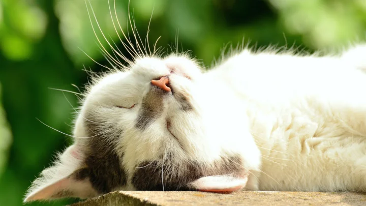 一只浅色猫咪闭着眼睛躺在石面上，背景是虚化的绿色植物。