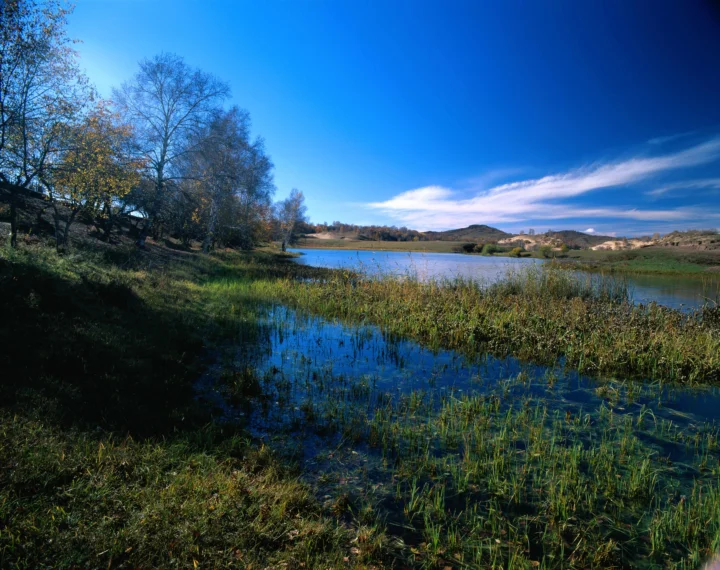 湖水、芦苇、树木与蓝天构成宁静的自然风景。