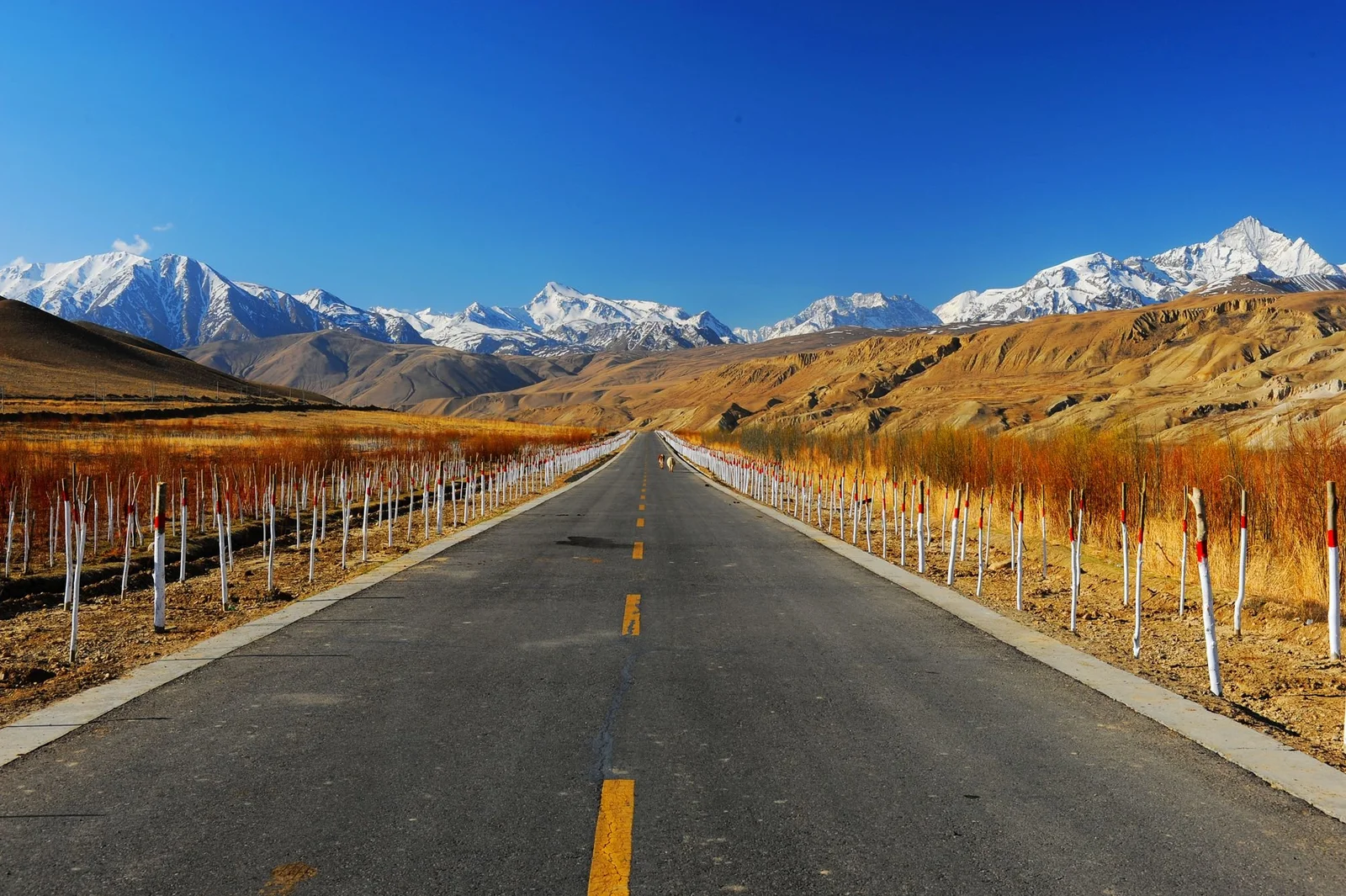 一条笔直的公路穿过金色山谷，远处耸立着连绵的雪山，天空湛蓝。