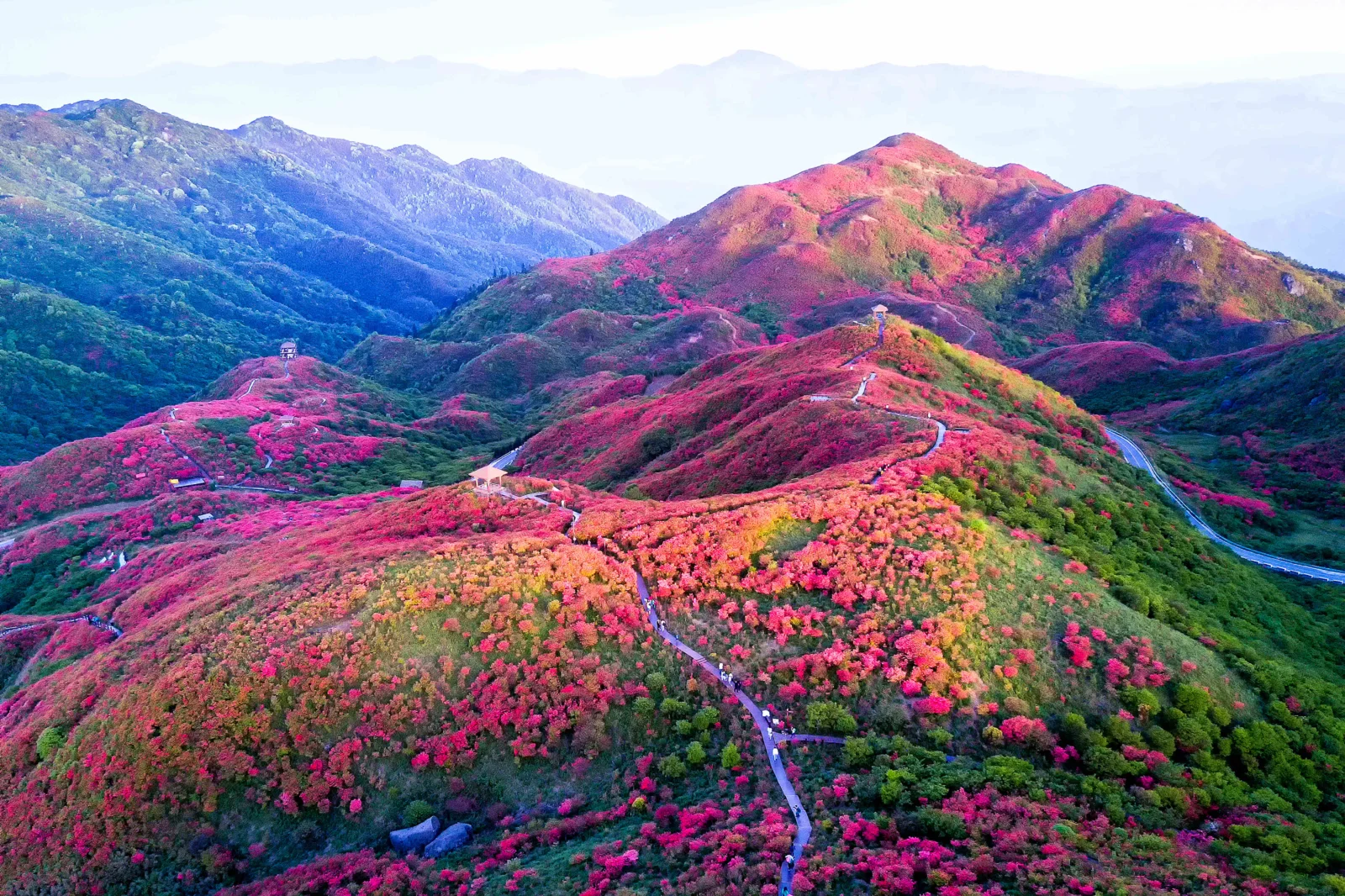선명한 분홍색과 주황색 꽃 관목이 산비탈을 뒤덮고 구불구불한 산책로가 언덕을 가로지릅니다.