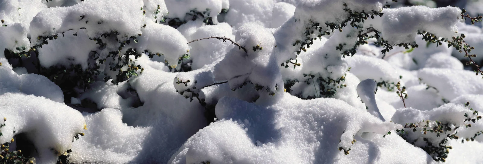 厚厚的积雪覆盖在枝叶上，形成一幅明亮的冬日自然特写。