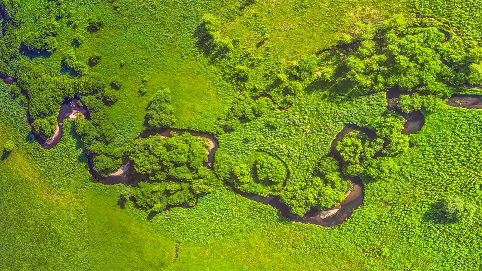空撮で、濃い緑の植生の中を曲がりくねって流れる小川が見える自然風景です。