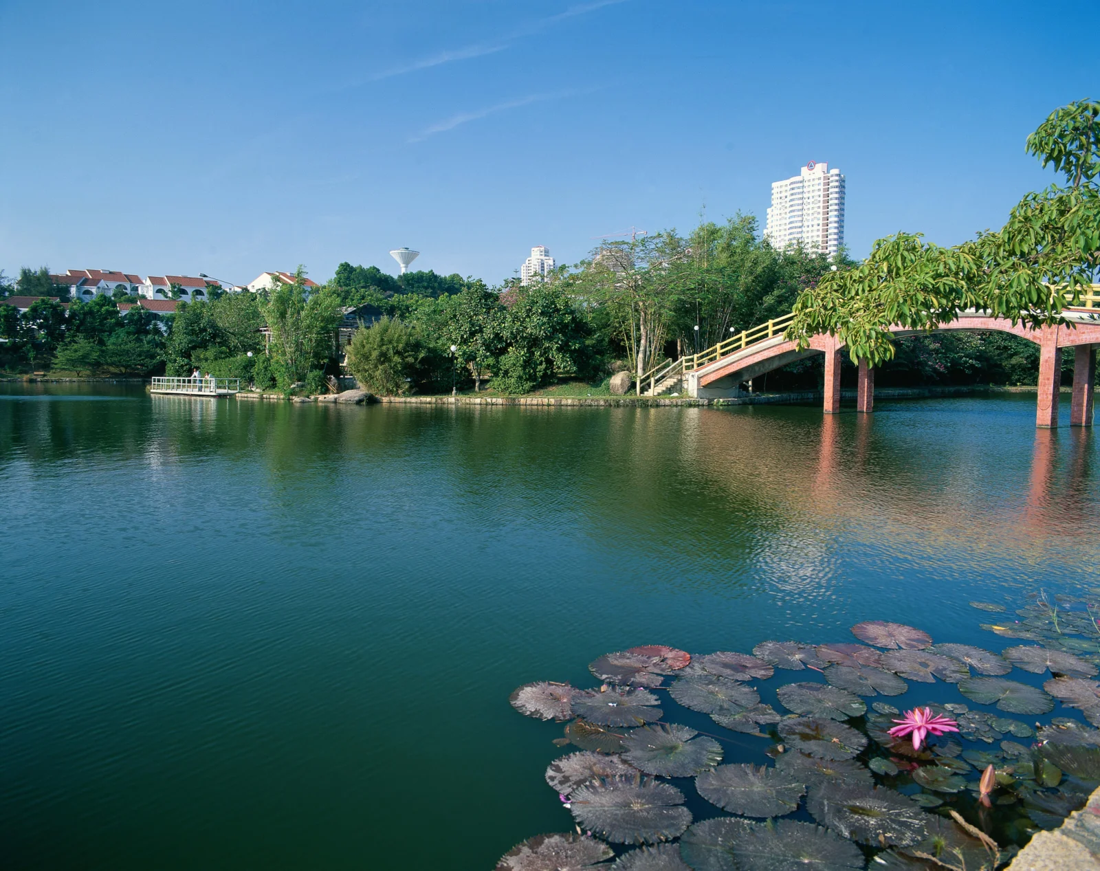 平静的湖面映照着树木、拱桥和远处的建筑，前景漂浮着睡莲叶与一朵粉色莲花。