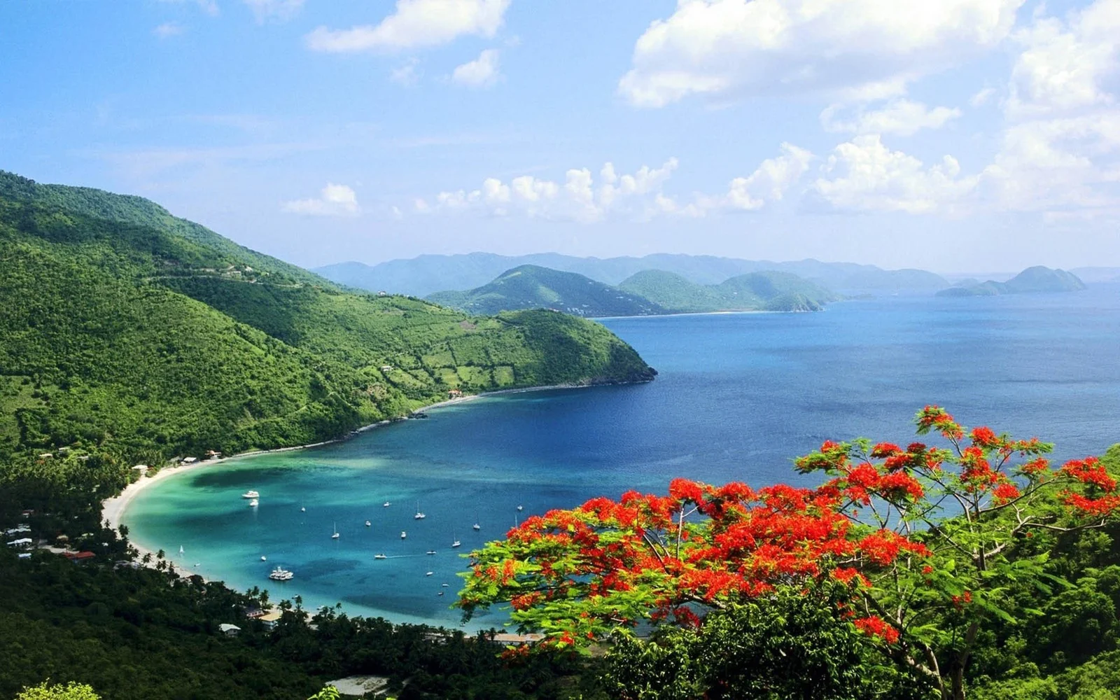 碧蓝海湾环绕着绿色山峦，前景盛开着鲜艳的红色花朵。