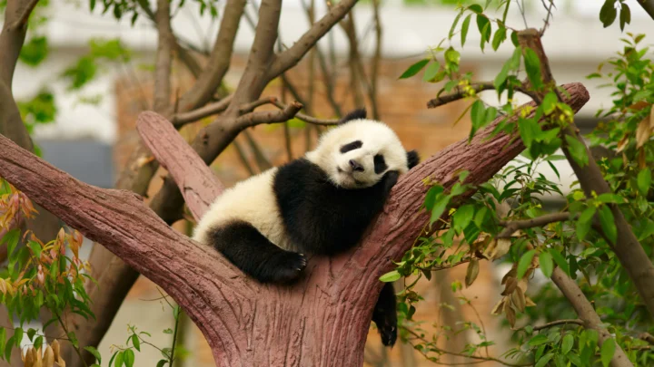 一只熊猫坐在树杈上，周围环绕着树枝和绿叶。