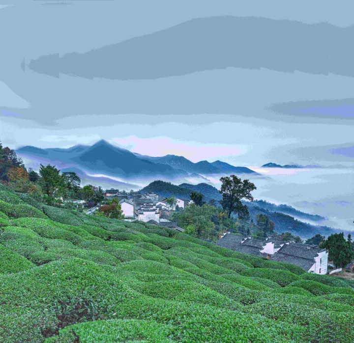 层叠的绿色茶园环绕着山间村落，远处群山笼罩在云雾与阴柔蓝灰色天空下。
