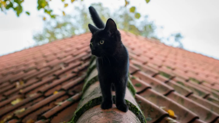 一只黑猫站在铺满红色瓦片的屋脊上，背景是模糊的树叶与天空。