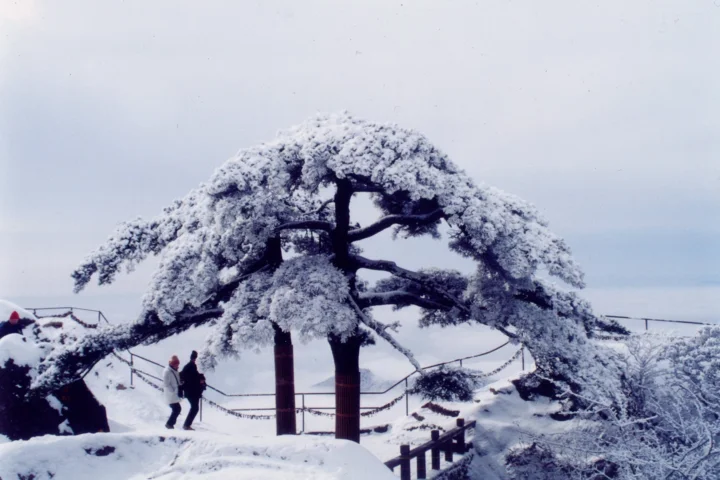 厚い雪に覆われた枝を広げる古木が、白雪に包まれた冬の風景に立っています。