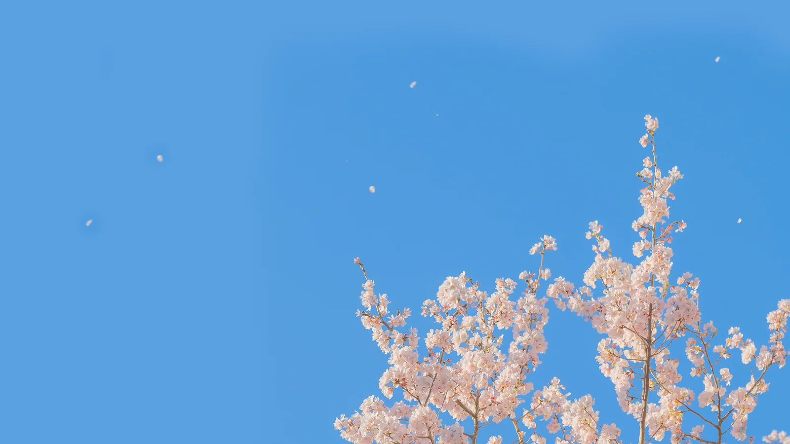 蓝天下盛开的樱花枝条从画面右下方伸展而出，花瓣零星飘落。