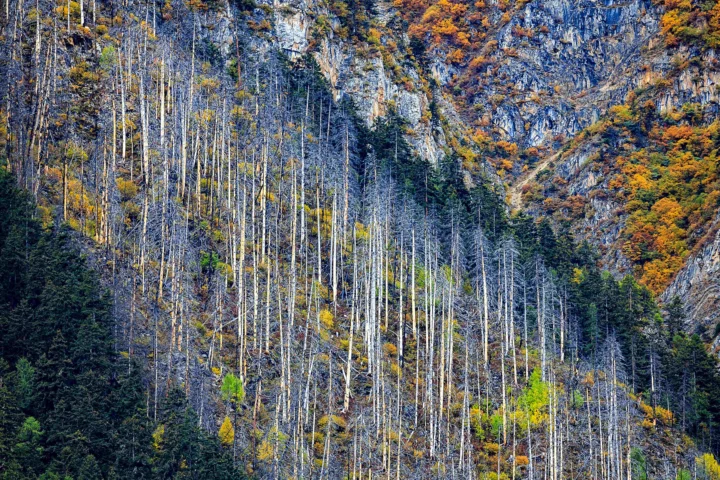 秋色树林覆盖着陡峭岩壁，构成层次丰富的山地景观。