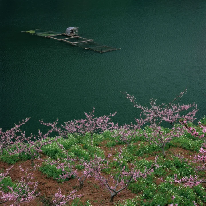 湖面上的养殖筏与盛开的粉色桃花共同构成宁静的春日风景。