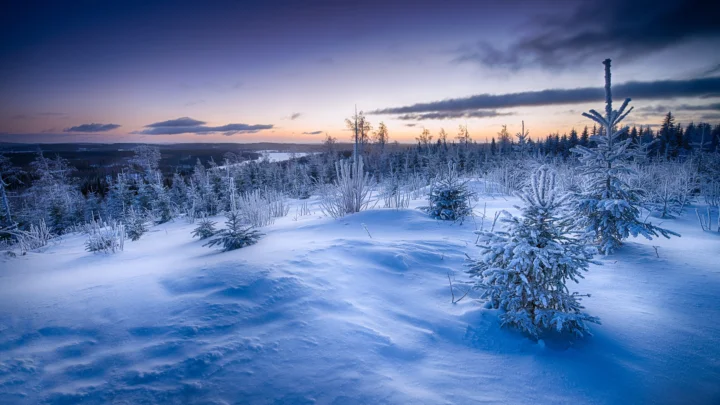 暮色天空下，覆雪的针叶林延伸在宁静的雪原上。