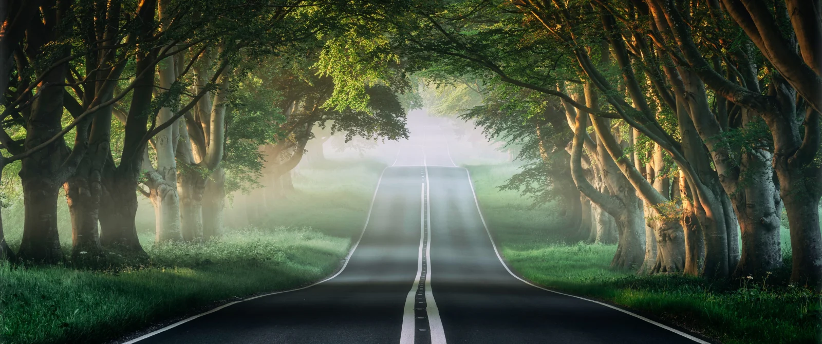 薄い霧に包まれた深い森の中を、まっすぐな道路が伸びています。
