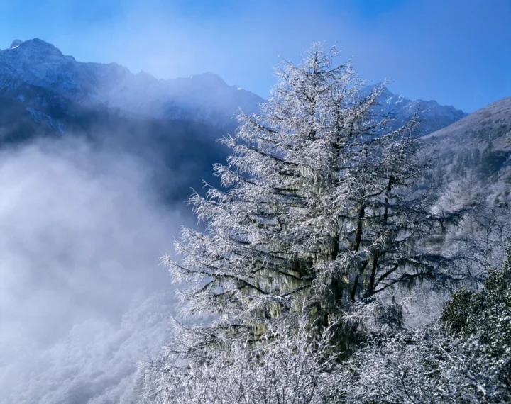 覆满白霜的树木矗立在雾气缭绕的雪山前。