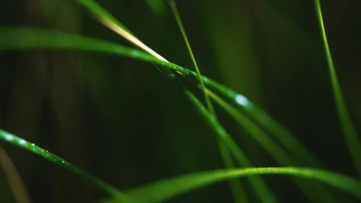 近景绿色草叶在深色背景前交错延伸，叶面带有细小水珠。