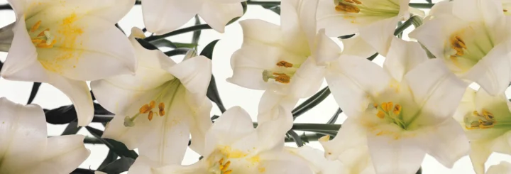 画面中铺满了盛开的白色百合花，花蕊呈黄色，背景可见深色枝叶。
