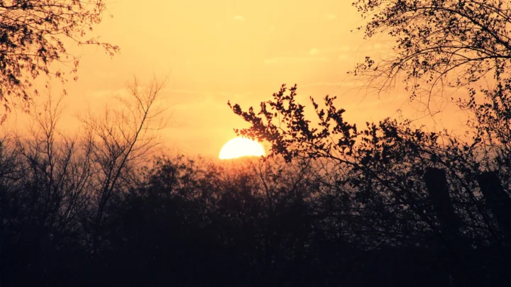 橙色夕阳从树木剪影之间缓缓落下，构成宁静的自然风景。