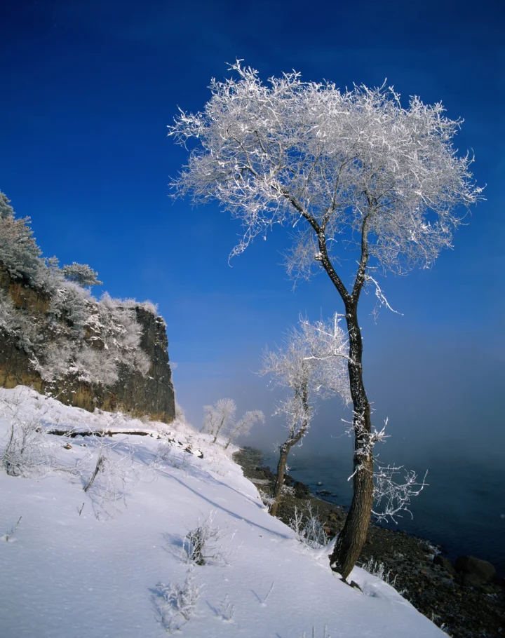 积雪覆盖的海岸悬崖与结霜树木映衬在深蓝色天空下。