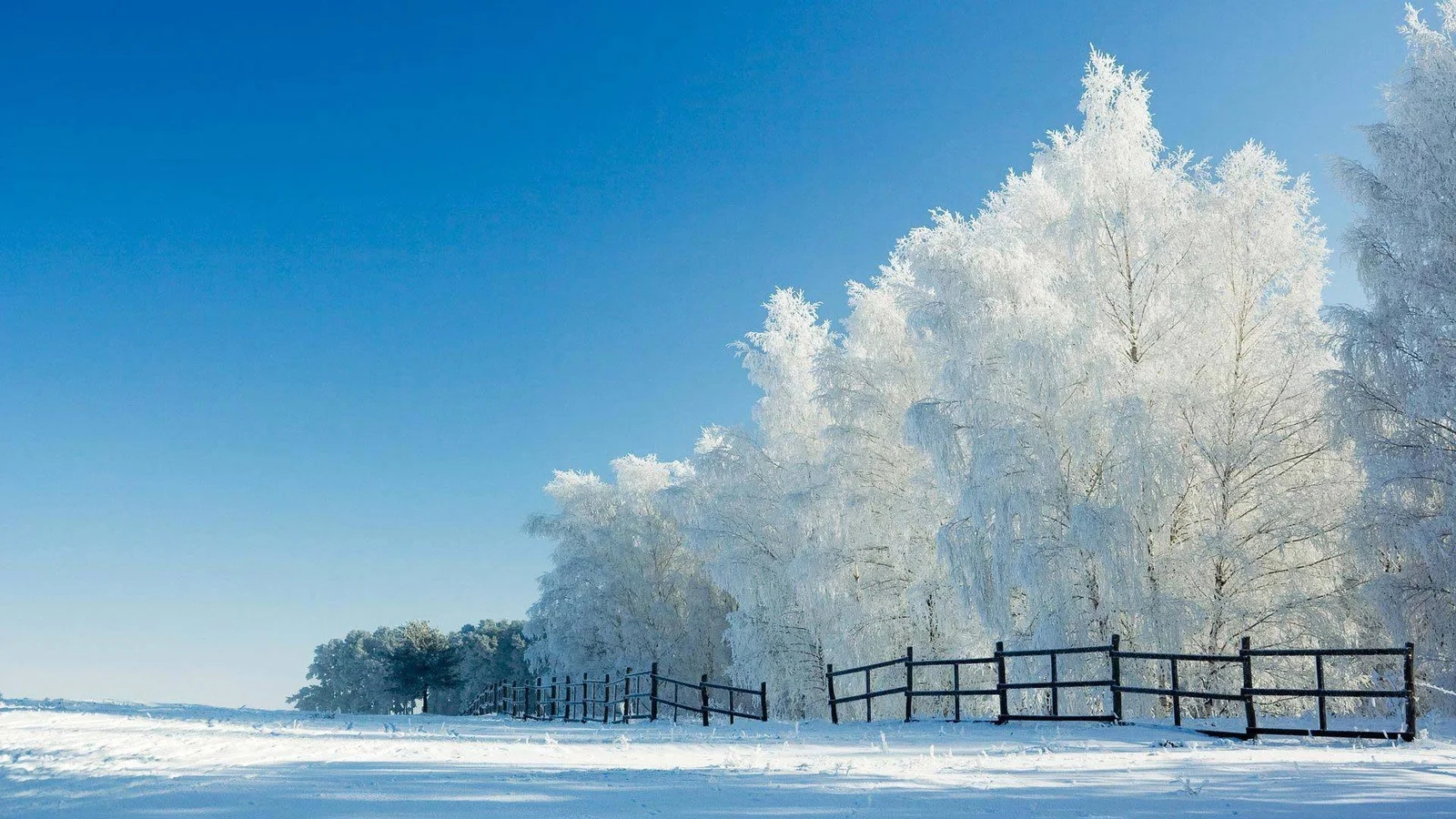 蓝天下，覆满白霜的树木和木栅栏立在广阔的雪地旁。
