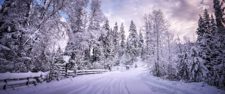 积雪覆盖的林间道路穿过白雪皑皑的针叶林，天空呈现淡紫色调。