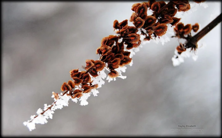 一根覆着白霜和积雪的枝条斜贯画面，上面簇生着棕色的干枯叶片。