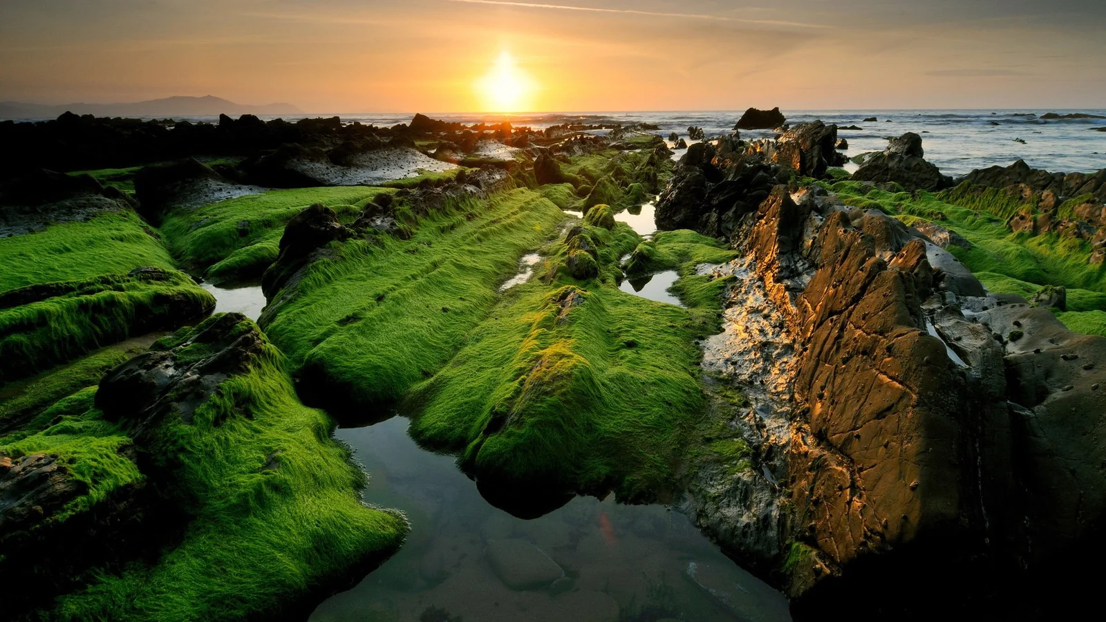 夕阳照耀着覆满绿色苔藓的岩石海岸，海水在远处延伸至地平线。