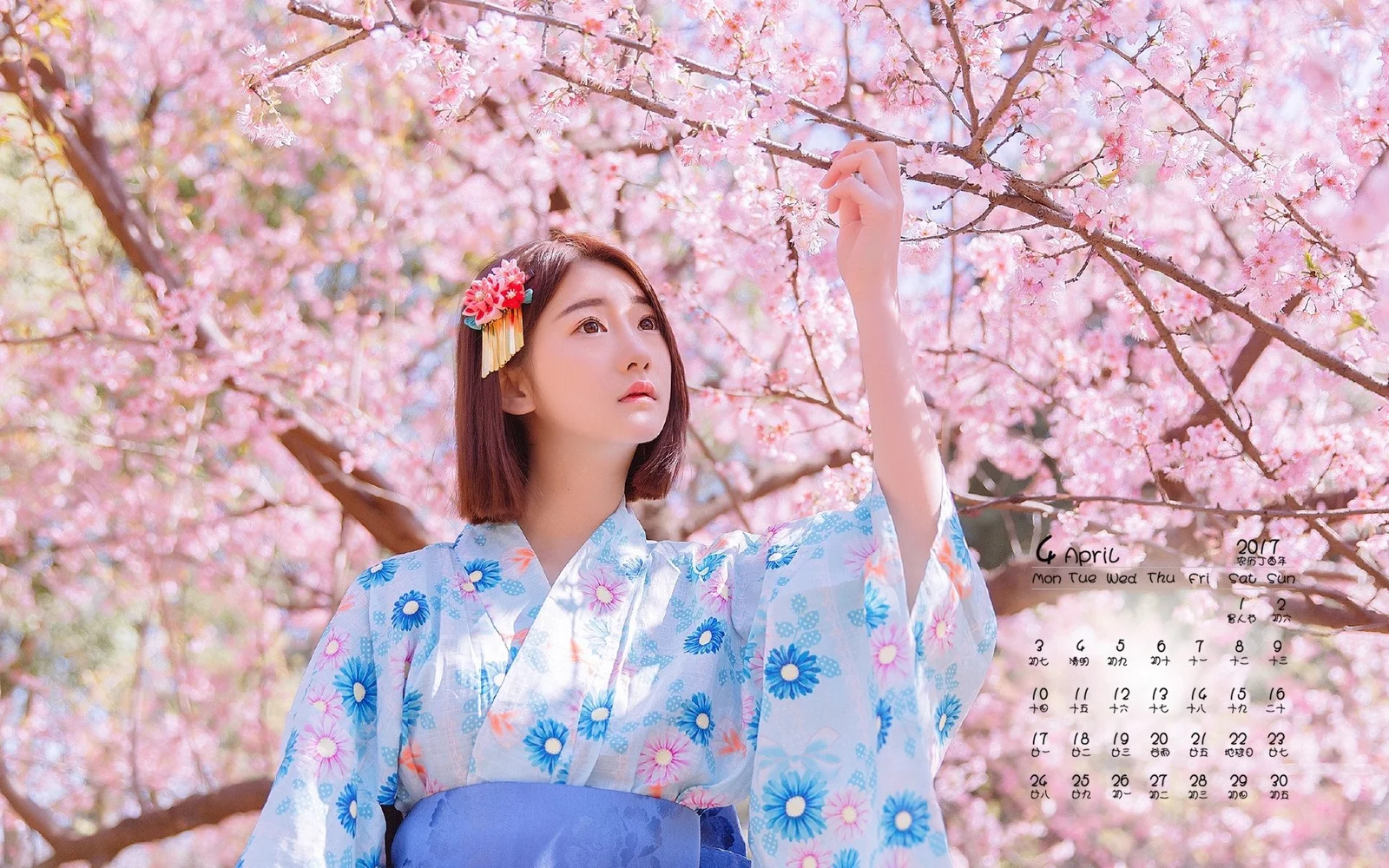 연한 파란색 기모노를 입은 여성이 야외에서 만개한 벚꽃 가지에 손을 뻗고 있다.