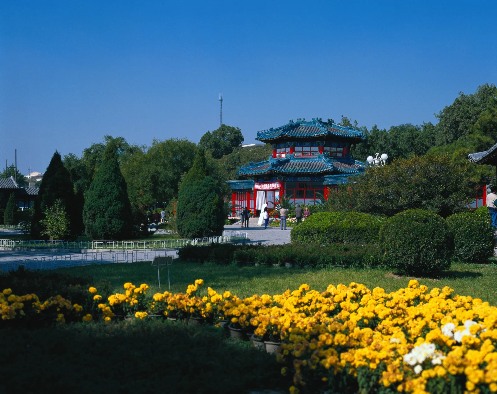 藍天下的傳統中式亭台坐落在綠樹與修剪整齊的花園中，前景盛開著大片黃色花朵。