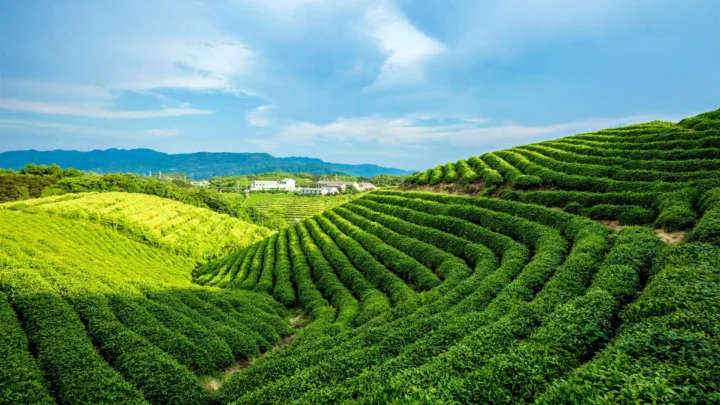 层叠的翠绿茶园铺展在丘陵之间，远处是山脉与蓝天。