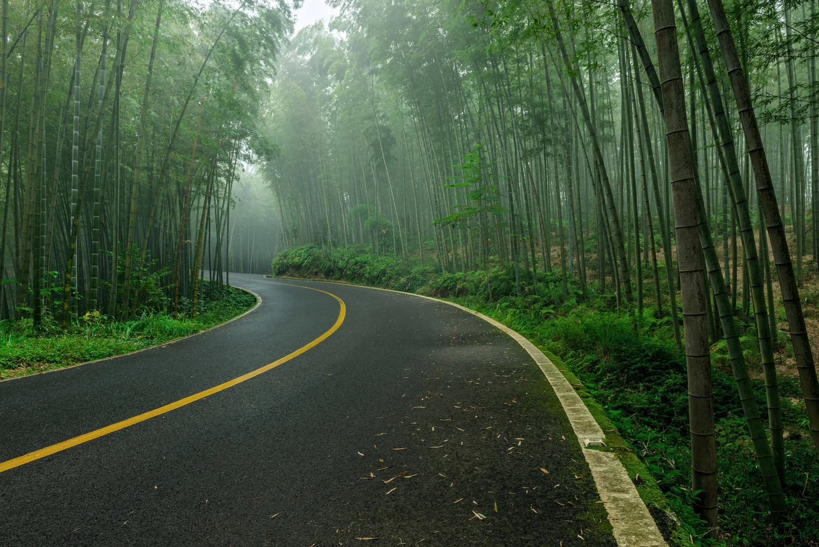 一条弯曲的柏油公路穿过笼罩在薄雾中的茂密竹林。