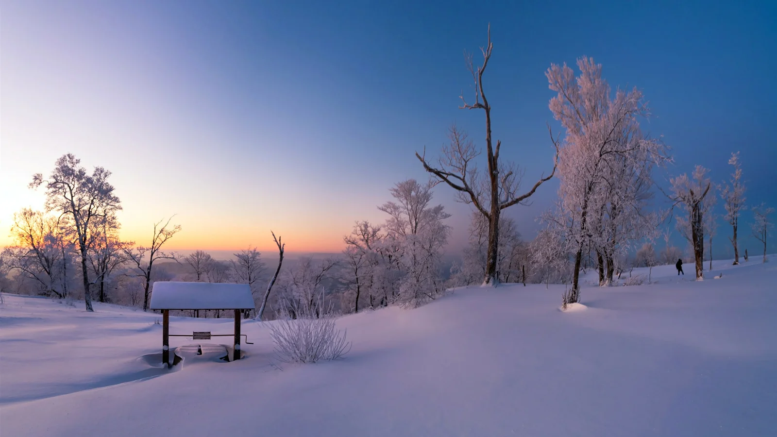 夕阳映照着覆满白雪的树林与起伏雪地。