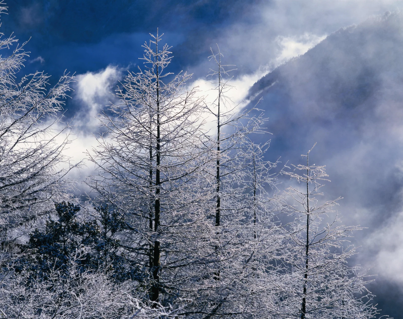 霜雪覆盖的树木矗立在云雾缭绕的山谷前，呈现出宁静的冬季山景。