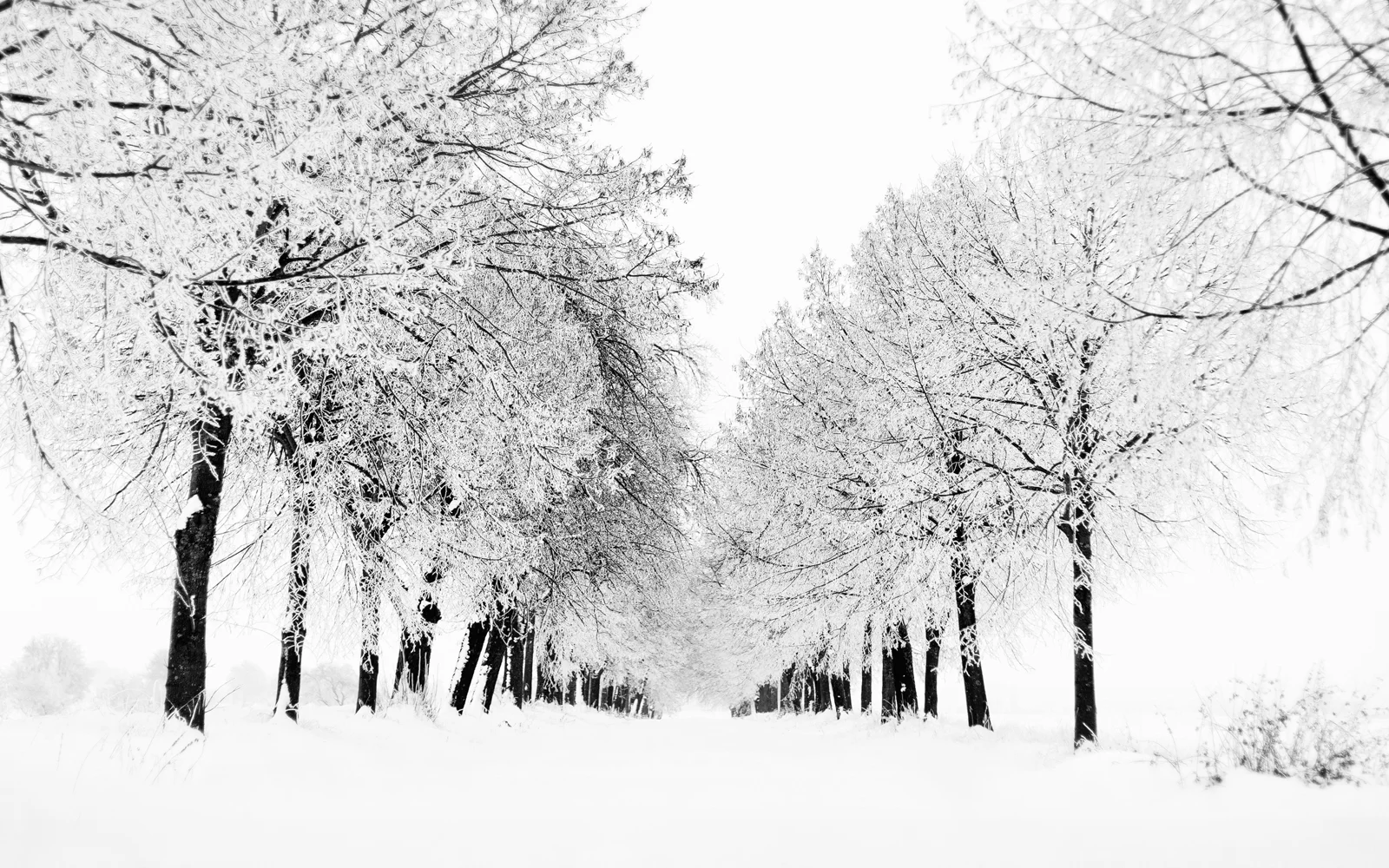 一条被白雪覆盖的小径延伸在两排覆雪的树木之间。