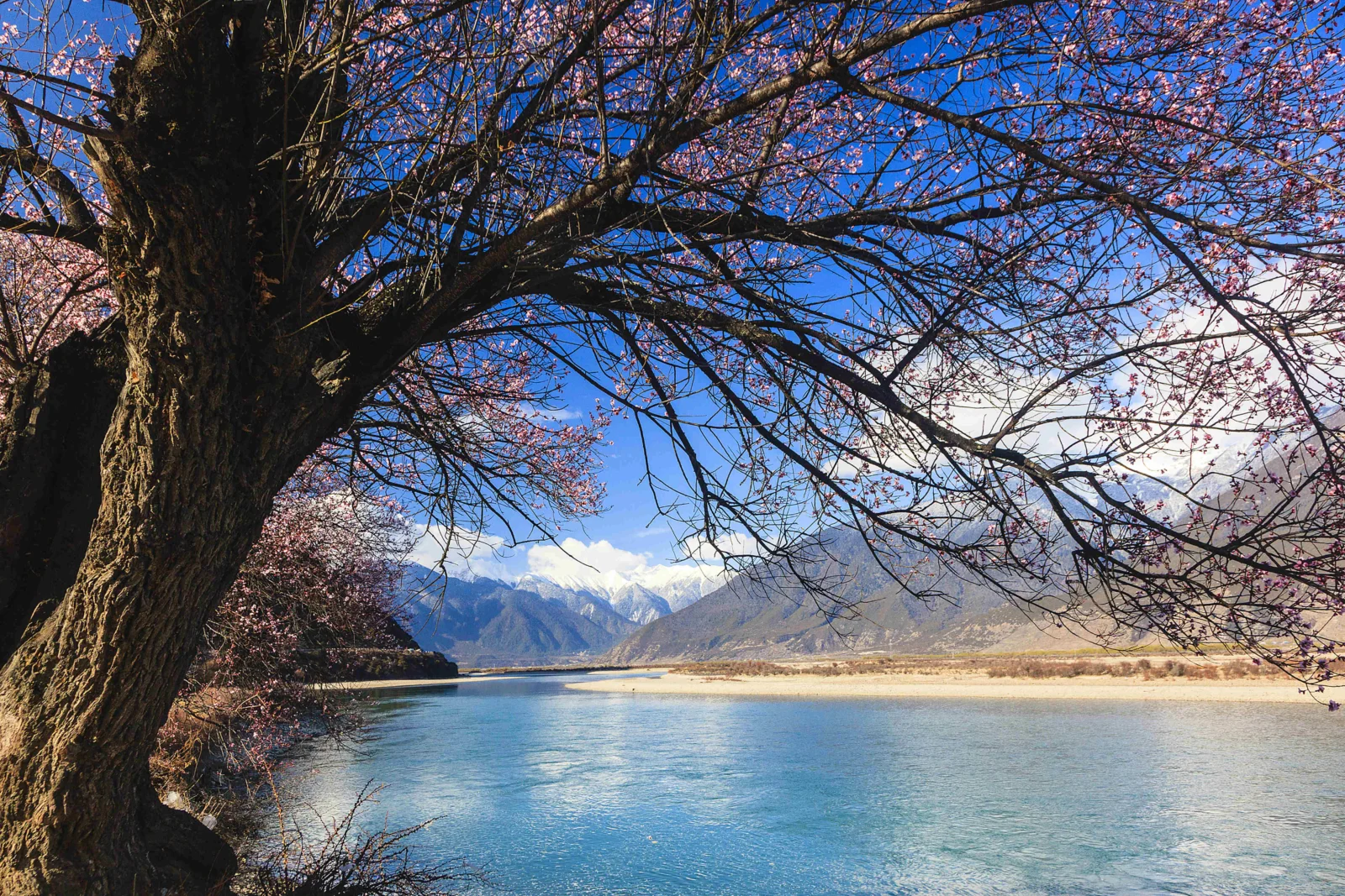一棵枝干伸展的大树映衬着蓝色河流、远处群山和晴朗天空。