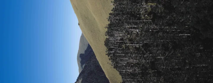 蓝天下的山坡与深色森林构成宽幅自然风景。