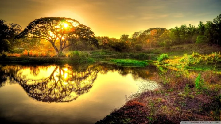 夕阳穿过树冠照耀着池塘，水面倒映出树木和金色天空。