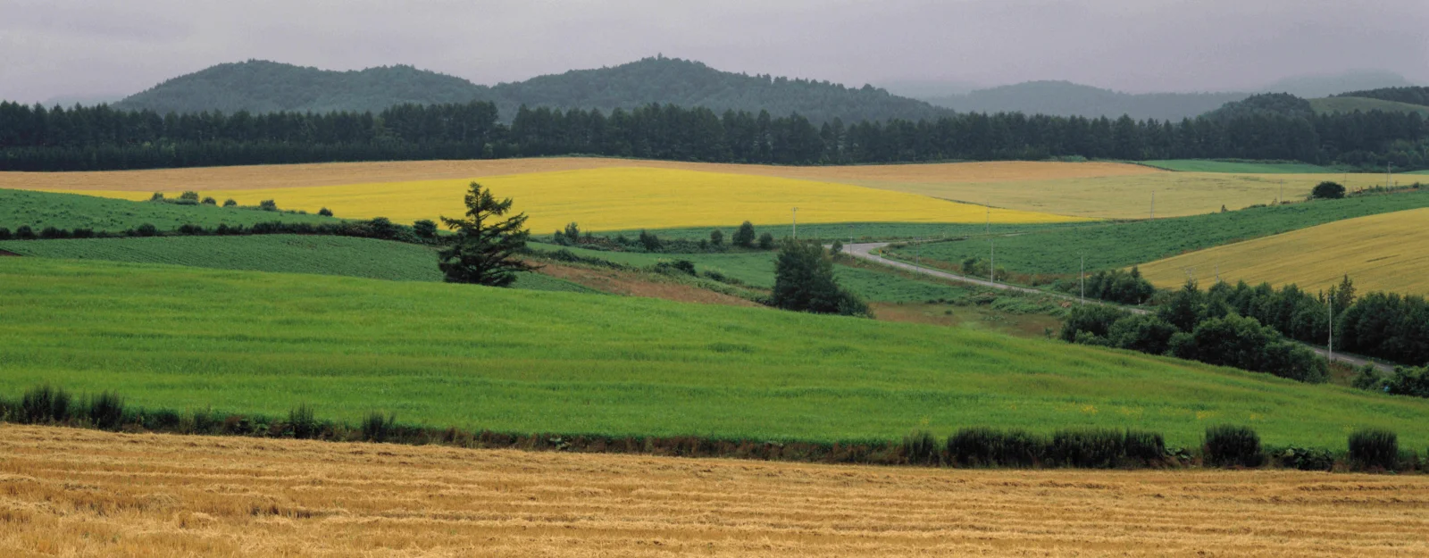 緑の畑、黄金色の農地、林と遠くのなだらかな丘が穏やかな田園風景を形作っています。