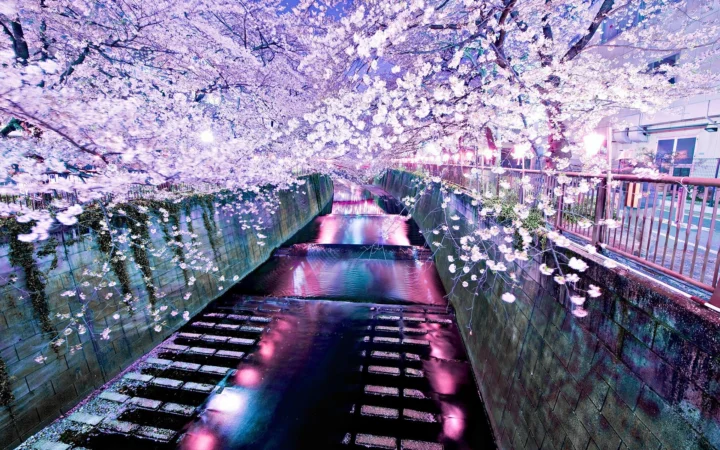 夜色中的运河两岸盛开着樱花，水面映照着粉紫色灯光。