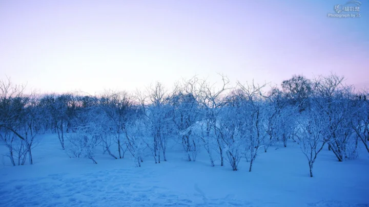 一片被积雪覆盖的冬日树林沐浴在淡蓝色暮光中。