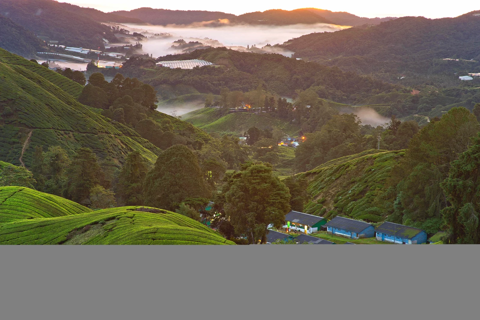 层叠的绿色茶园铺展在山坡间，远处群山和低空雾气构成宁静的山谷景色。