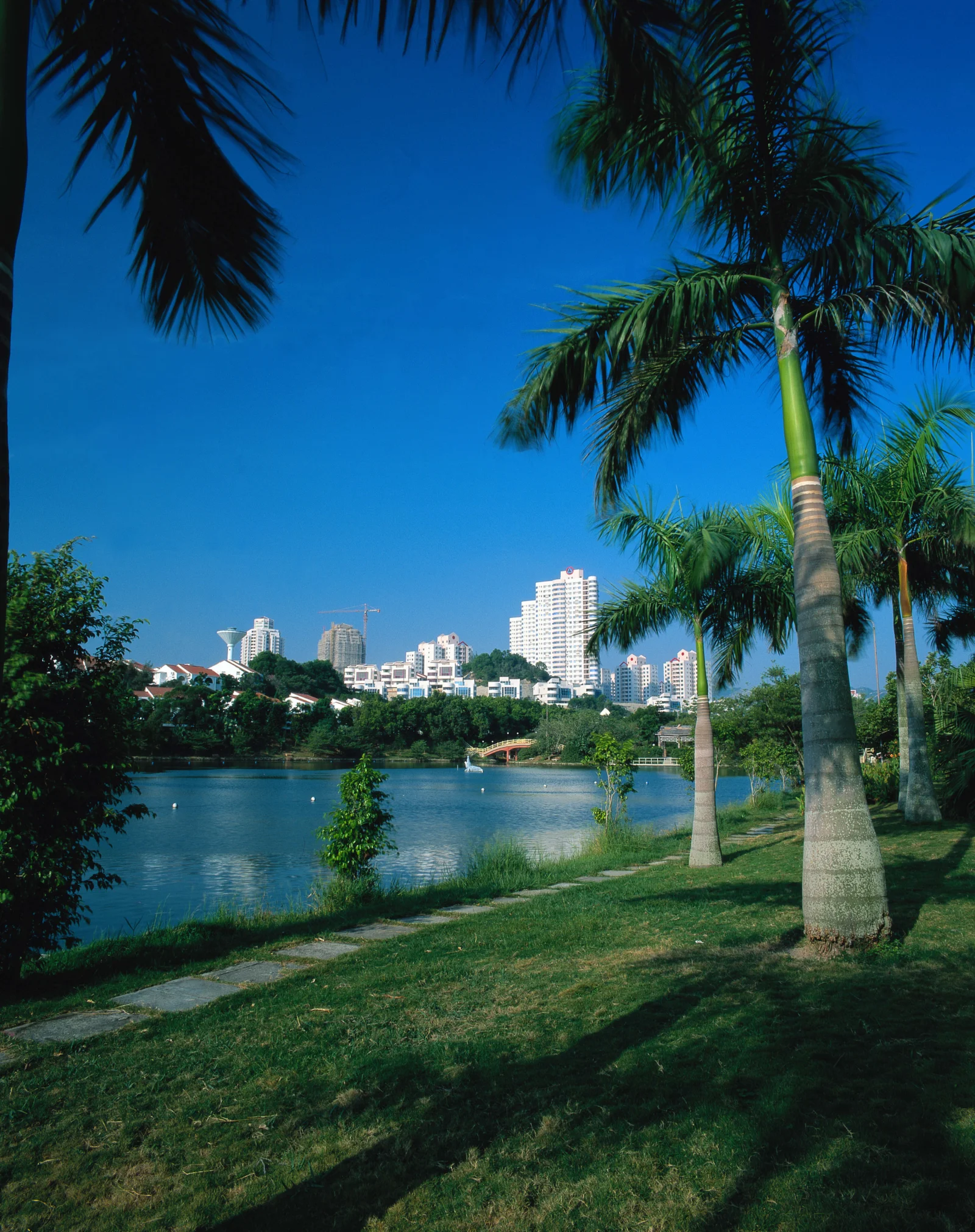 棕榈树掩映下的湖畔城市天际线沐浴在晴朗蓝天下。
