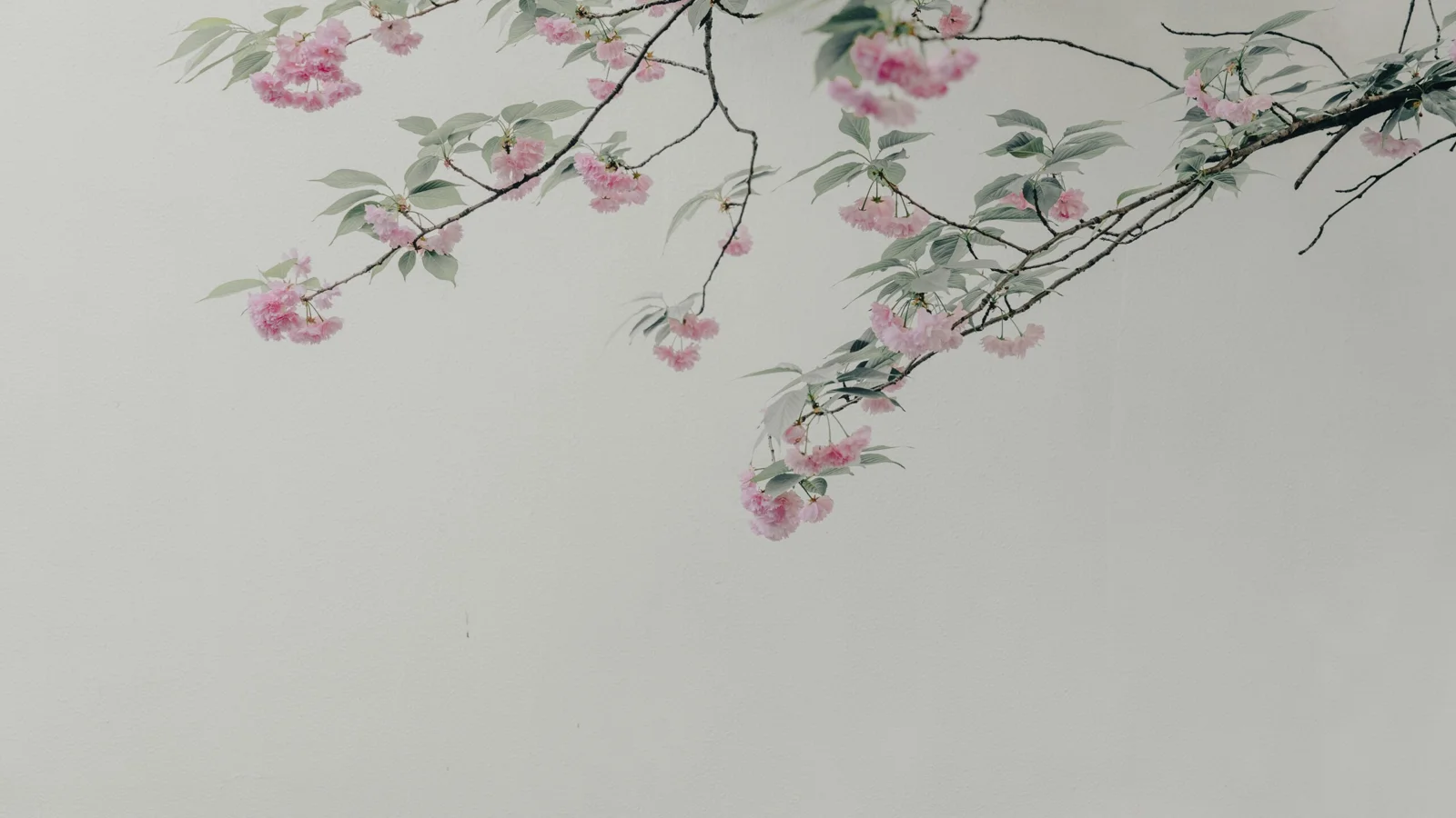 浅灰色背景上方点缀着粉色樱花和细长枝条。