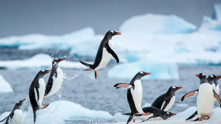 複数のペンギンが氷山を背景に、冷たい海水と浮氷の間を跳び回っています。