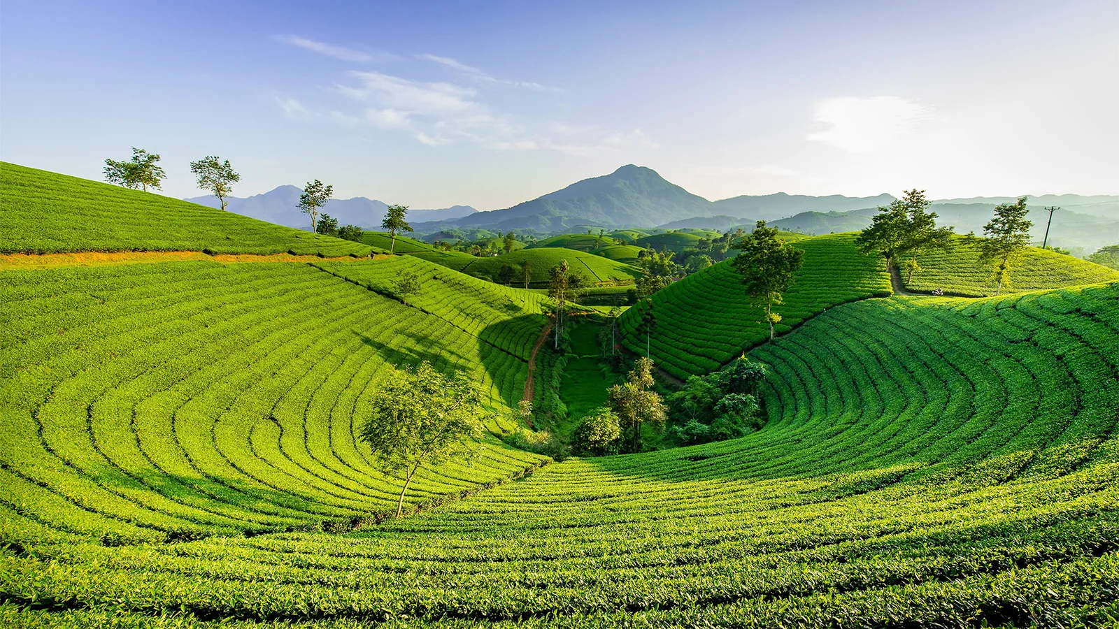 段々に広がる茶畑がなだらかな丘を覆い、遠くの山々が明るい空の下にそびえています。